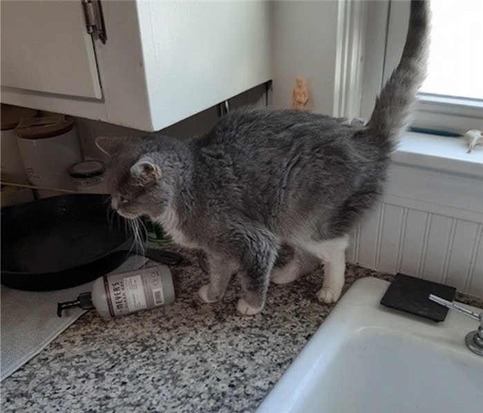Grey kitten on a counter top. 