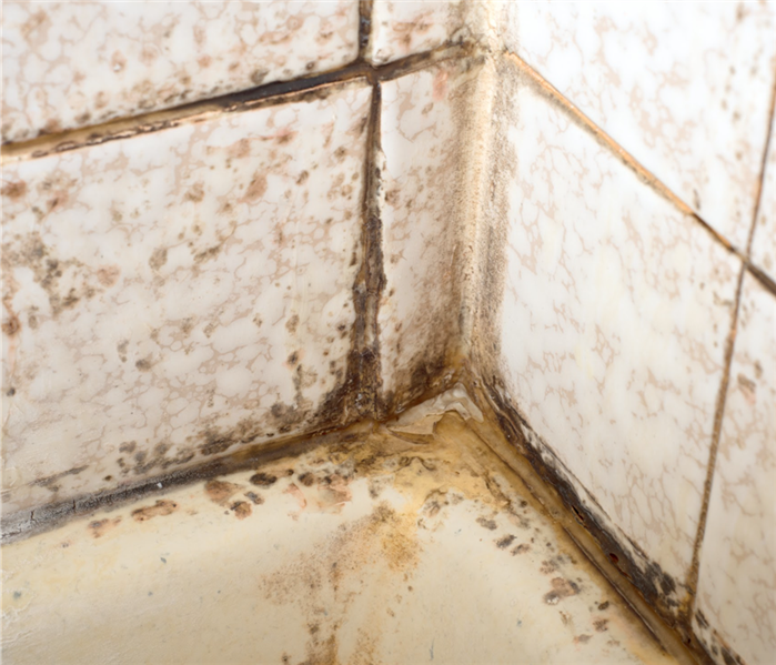 Mold growth on bathroom tiles and grout