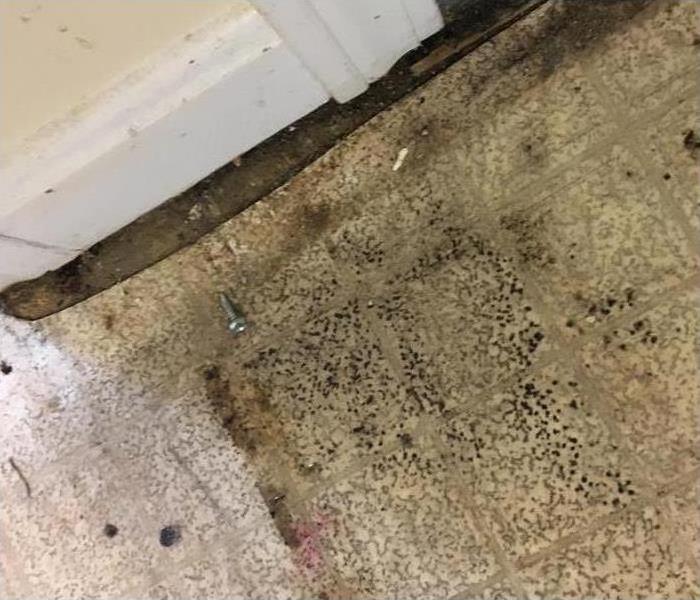 Black spots off mold growth on floor after water damage